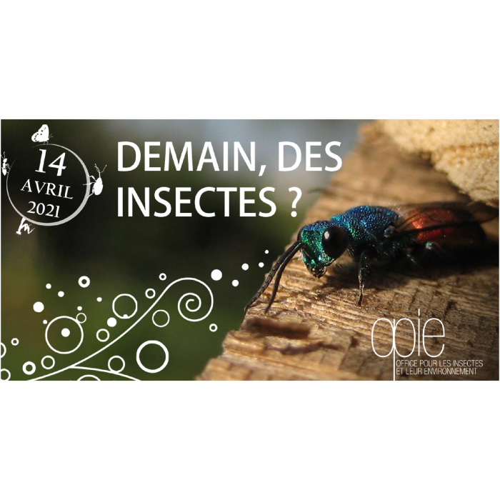 Demain des insectes ?